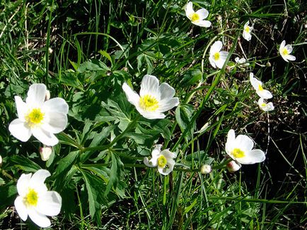 Flori cocoșului - plantare și îngrijire, Buttercup fotografie, în creștere în grădină; Buttercup gradina sau din Asia - atunci când