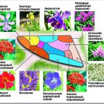 grădină de flori în țară cu propriile lor mâini - proiectare, tipuri, idei de design, diagrame, opțiuni