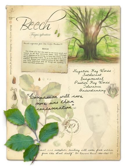 Bach Essences flori (întărirea sistemului nervos) Bach Flower Essences