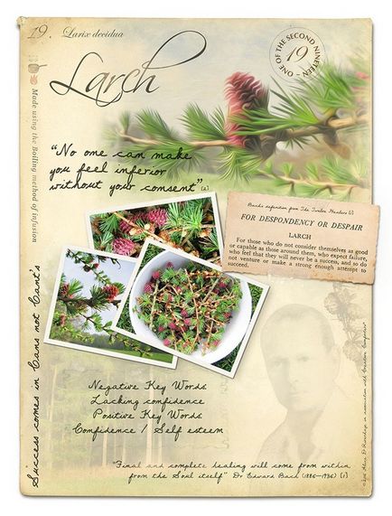 Bach Flower Essences (ca tratament adjuvant) Bach Flower Essences