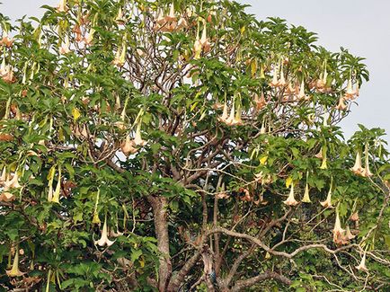 Brugmansia flori - tot mai mare de semințe, creșterea și îngrijirea Brugmansia