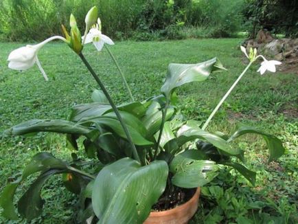 Flower euharis de îngrijire la domiciliu