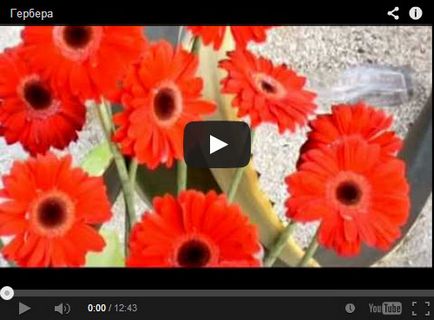 floare Gerbera - îngrijire la domiciliu, fotografii și tipuri de gerbera, Gerbera acasă - cultivarea