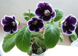 Flower Gloxinia - Îngrijire, reproducție și flori la domiciliu (fotografii și video)