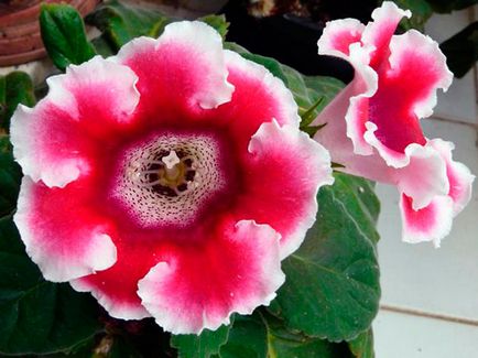 Flower Gloxinia - de îngrijire în casa de semințe Gloxinia, de plantare și Gloxinia de reproducție;