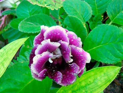 Flower Gloxinia - de îngrijire în casa de semințe Gloxinia, de plantare și Gloxinia de reproducție;