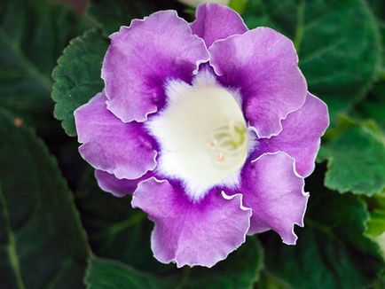 Flower Gloxinia - de îngrijire în casa de semințe Gloxinia, de plantare și Gloxinia de reproducție;