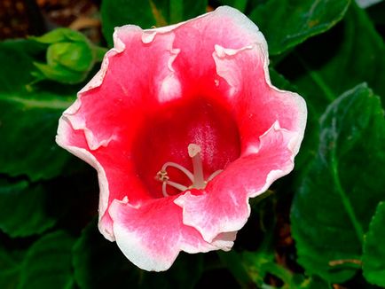 Flower Gloxinia - de îngrijire în casa de semințe Gloxinia, de plantare și Gloxinia de reproducție;