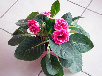 Flower Gloxinia - de îngrijire în casa de semințe Gloxinia, de plantare și Gloxinia de reproducție;