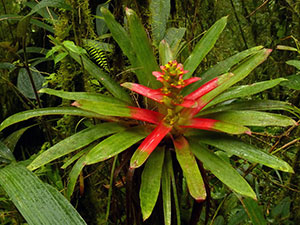 Flower Guzman - ingrijire la domiciliu Guzman de propagare și de transplantare, fotografie Guzman