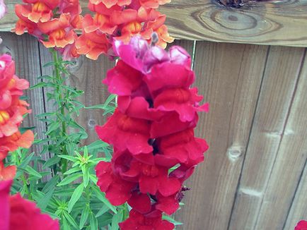 Snapdragon de flori - plantare și îngrijire, fotografii ale snapdragons, snapdragons în creștere din semințe;