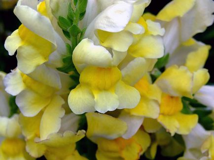 Snapdragon de flori - plantare și îngrijire, fotografii ale snapdragons, snapdragons în creștere din semințe;