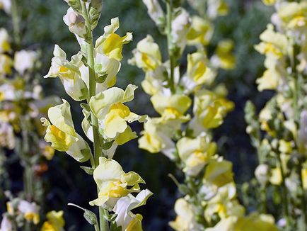 Snapdragon de flori - plantare și îngrijire, fotografii ale snapdragons, snapdragons în creștere din semințe;