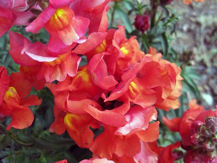 Snapdragon de flori - plantare și îngrijire, fotografii ale snapdragons, snapdragons în creștere din semințe;