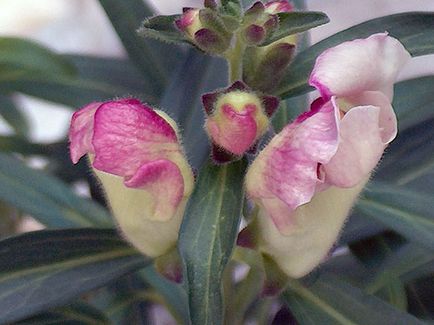 Snapdragon de flori - plantare și îngrijire, fotografii ale snapdragons, snapdragons în creștere din semințe;