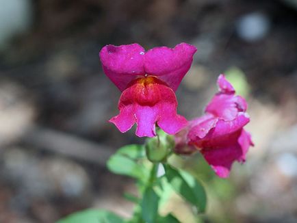 Snapdragon de flori - plantare și îngrijire, fotografii ale snapdragons, snapdragons în creștere din semințe;