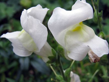 Snapdragon de flori - plantare și îngrijire, fotografii ale snapdragons, snapdragons în creștere din semințe;