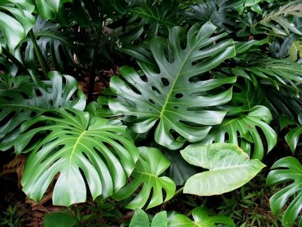 Monstera de flori (27 poze) tipuri de plante, locul de nastere unde creste, infloreste ca foi tăiate, udare, de îngrijire (tipuri de) Monstera de flori (27 poze) tipuri de plante, locul de nastere unde creste, infloreste ca foi tăiate, udare, ingrijire