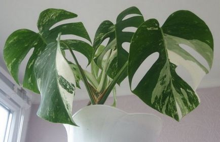 Flori Monstera locul de naștere al plantelor, specii, fotografie, flori, foi tăiate, în cazul în care crește oblică, de îngrijire