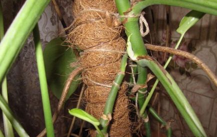 Flori Monstera locul de naștere al plantelor, specii, fotografie, flori, foi tăiate, în cazul în care crește oblică, de îngrijire