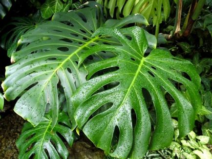 Flori Monstera locul de naștere al plantelor, specii, fotografie, flori, foi tăiate, în cazul în care crește oblică, de îngrijire