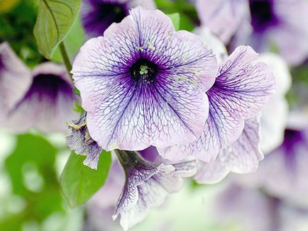 flori Petunia - tot mai mare de semințe, fotografie petunie, îngrijire și de plantare, petunie după înflorire