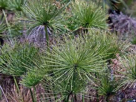 tsiperus de flori - de transfer de îngrijire la domiciliu și tsiperusa de reproducere; Dries acasă tsiperus