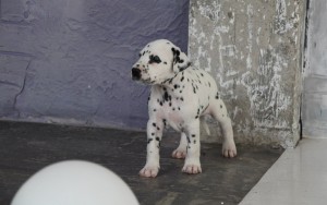 Dalmatian - descriere rasa, poze, pret