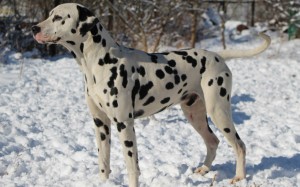 Dalmatian - descriere rasa, poze, pret