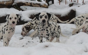 Dalmatian - descriere rasa, poze, pret