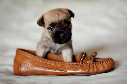 Ne face pantofi pentru câine cu mâinile sale - modelul și să le explice