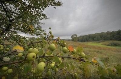măr sălbatic (pădure) caracterizare și descriere, plantare și îngrijire
