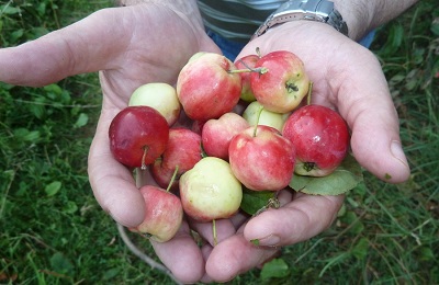 măr sălbatic (pădure) caracterizare și descriere, plantare și îngrijire