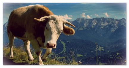 Raport despre vaca