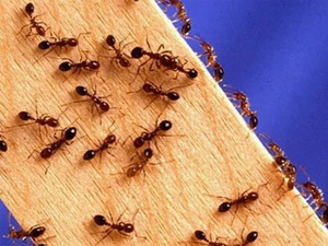 furnicile de uz casnic în apartament modul de afișare și cum să evite