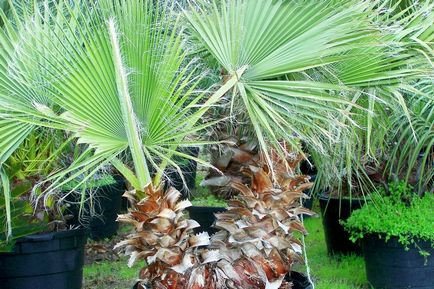 fotografii de palmier domestice și numele de specii și varietăți