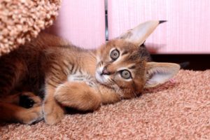 pisică domestică, râși și Karaketov subtilități de îngrijire și hrănire
