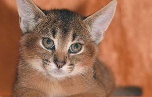 pisică domestică, râși și Karaketov subtilități de îngrijire și hrănire