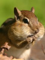 Casa de hamster cu propriile sale mâini