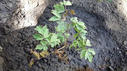 Schiță de pionul - plantare și îngrijire, pepinieră stoc, fotografii