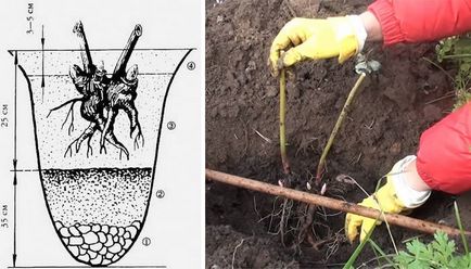 Schiță de pionul - plantare și îngrijire, pepinieră stoc, fotografii