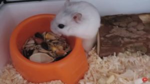 Jungar hamster - alimentat