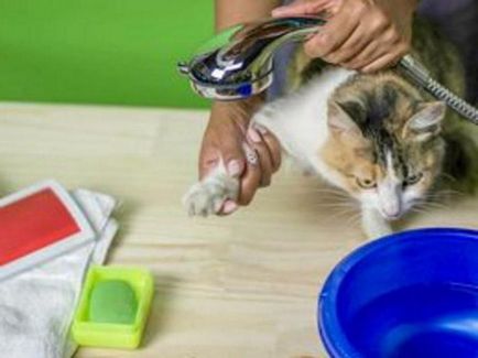 remedii populare eficiente pentru purici la pisici