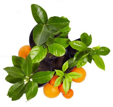 Fructe exotice, care pot fi cultivate pe pervaz lor