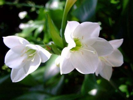 Euharis (Amazon Lily) o descriere, locul de nastere al flori, de îngrijire la domiciliu, transplantare, udare,