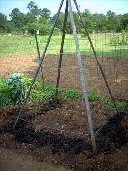 Fasole plantare sparanghel și de îngrijire, alege semințe și răsaduri
