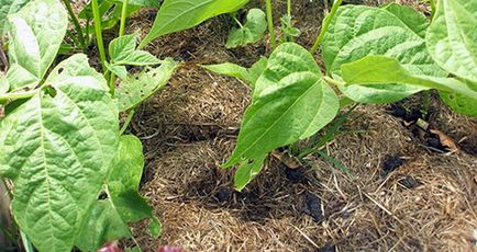 Fasole plantare sparanghel și de îngrijire, alege semințe și răsaduri