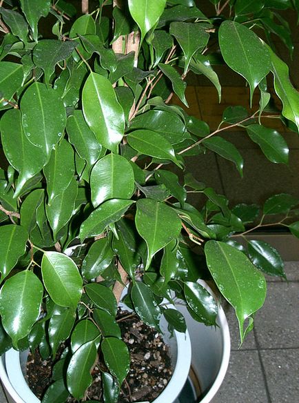 Ficus benjamina