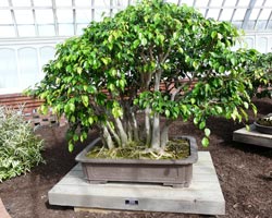 Ficus benjamina ca un transplant ca rase, manipularea psihologică, cum să construiască, cum să tăiați