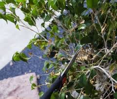 cultivarea benjamina Ficus și întreținere, conac exemplar